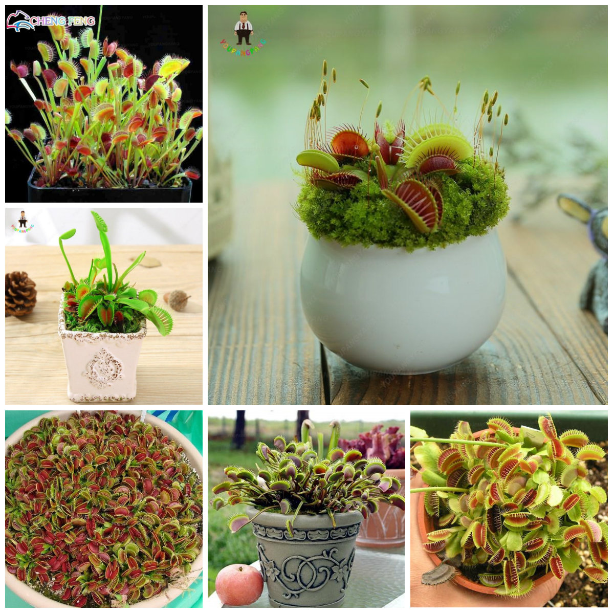 300pcs Mix Succulent Seeds Lithops Pseudotruncatella Lotus Ideal For Indoor Outdoor Flower Pots And Planters - 19