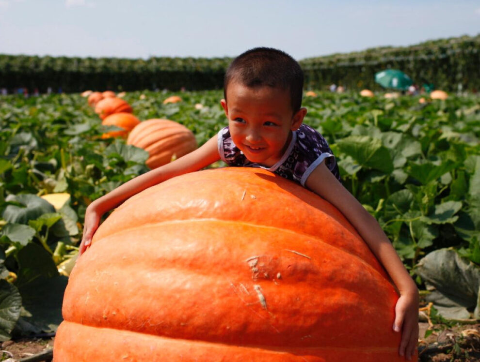 Organic Giant Pumpkin Seeds Ornamental Vegetable 10pcs