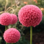 100pcs Giant Onion Allium Giganteum Plants Flower Bonsai Beautiful Potted Planting Home Garden Seeds - 5