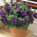100pcs Bonsai Petunia Petals Seeds Mixed Color Double Hybrid Pack Home Garden Flower Decoration
