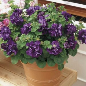 100pcs Bonsai Petunia Petals Seeds Mixed Color Double Hybrid Pack Home Garden Flower Decoration