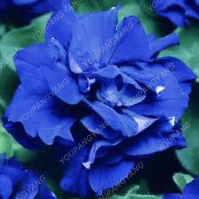 100pcs Multicolor Double Hybrid Petunia Petals Seeds Ideal For Patio Landscape Balcony Flower Decor - 11