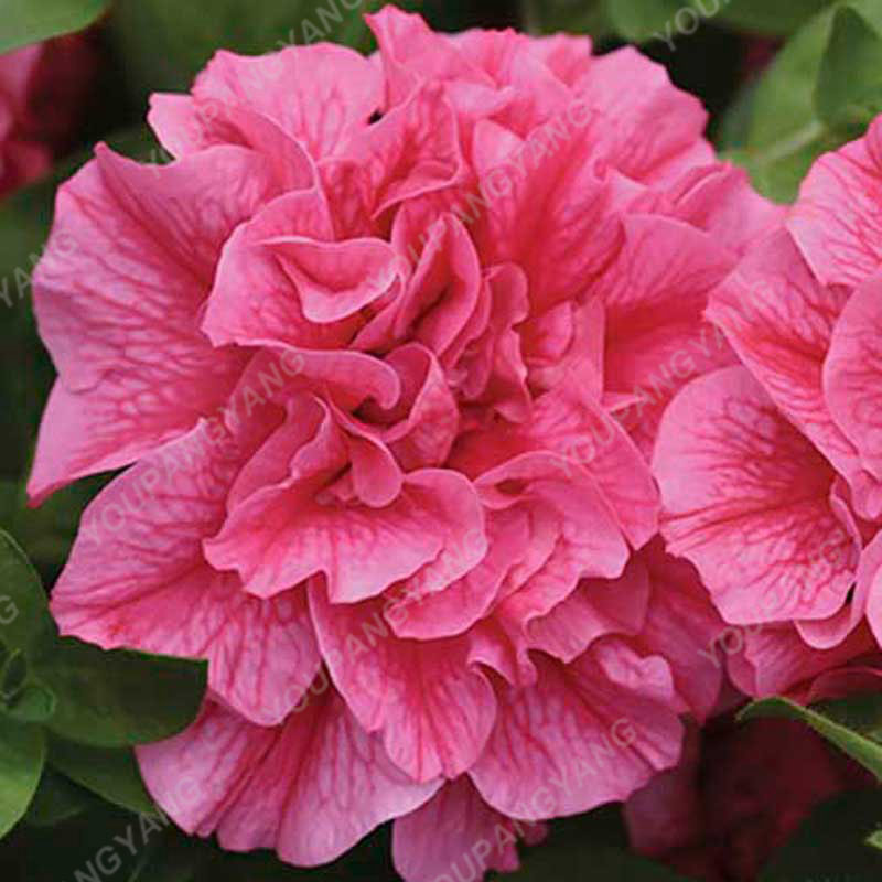 100pcs Multicolor Double Hybrid Petunia Petals Seeds Ideal For Patio Landscape Balcony Flower Decor - 5