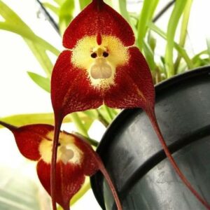 20 Pcs Orchid Plants Japanese Monkey Face Flower Mix Bonsai Plant Exotic Tropical Lc Seeds