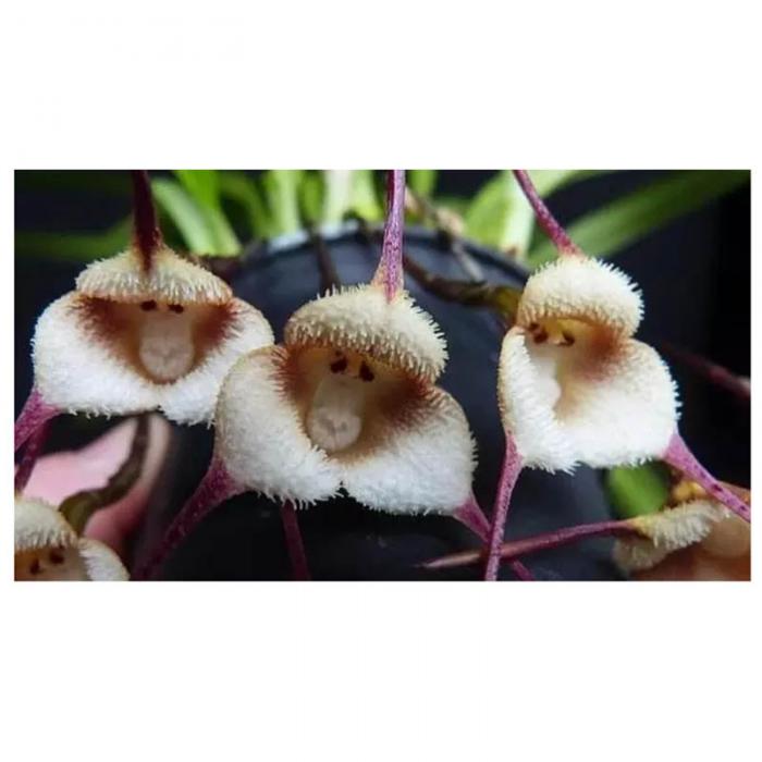 20 Pcs Exotic Monkey Face Orchid Seeds Japanese Mixed Colors Flower Seeds Tropical Lc Variety - 11