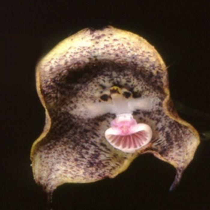 20 Pcs Exotic Monkey Face Orchid Seeds Japanese Mixed Colors Flower Seeds Tropical Lc Variety - 6