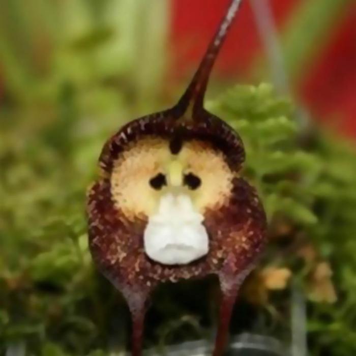 20 Pcs Exotic Monkey Face Orchid Seeds Japanese Mixed Colors Flower Seeds Tropical Lc Variety - 2