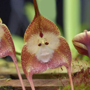 20 Pcs Orchid Plants Japanese Monkey Face Flower Garden Bonsai Potted Home Ornamental Drop Jy Seeds - 2