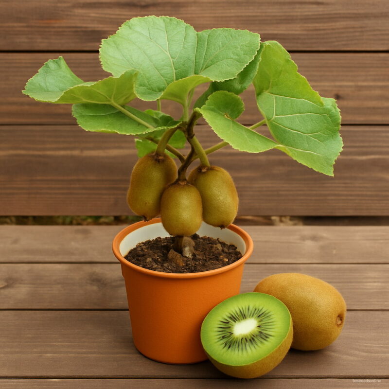 The King Of Fruits Kiwi Yellow Flesh Plants Pot Fruit Big Year Results 30 Plantas Pack Seeds