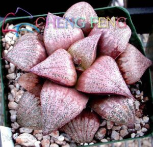 200pcs Lithops Bonsai Pseudotruncatella Succulents Raw Stone Cactus Plants Tetragonia Potted Home Garden Seeds - 2