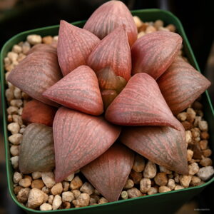 200pcs Lithops Bonsai Pseudotruncatella Succulents Raw Stone Cactus Plants Tetragonia Potted Home Garden Seeds - 2
