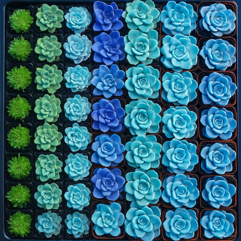 200pcs Lithops Bonsai Pseudotruncatella Succulents Raw Stone Cactus Plants Tetragonia Potted Home Garden Seeds