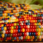 20pcs Sweet Rainbow Colorful Corn Bonsai Grain High-quality Vegetables Plants Home Garden To Seeds - 5 20pcs Sweet Rainbow Colorful Corn Bonsai Grain High-quality Vegetables Plants Home Garden To Seeds - 5
