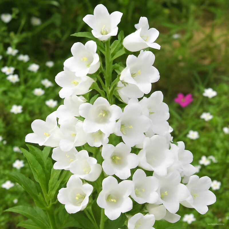 Bellflower Seedling Abutilon Striatum Campanula Medium Seedlings Beautiful Bonsai Flower Home Garden Plant Jy Seeds