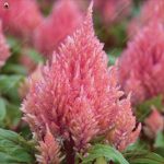 Shiping 100pcs Dwarf Cockscomb Flamingo Celosia Spicata Cristata Bonsai Plants Garden Decoration Seeds - 4