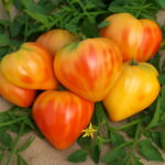 100pcs Rainbow Tomato Plants Ornamental Pot Organic Heirloom Bonsai Vegetables Herb Food Home Garden Seeds - 4 100pcs Rainbow Tomato Plants Ornamental Pot Organic Heirloom Bonsai Vegetables Herb Food Home Garden Seeds - 4