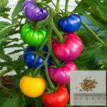 100pcs Rainbow Tomato Plants Ornamental Pot Organic Heirloom Bonsai Vegetables Herb Food Home Garden Seeds - 3 100pcs Rainbow Tomato Plants Ornamental Pot Organic Heirloom Bonsai Vegetables Herb Food Home Garden Seeds - 3