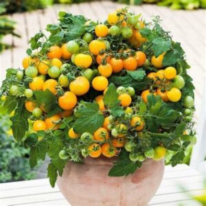 30pcs Yellow Pearl Tomato Cherry Mini Bonsais Vegetable Bonsai Dwarf Tomatoes Garden Plant Decoration Seeds