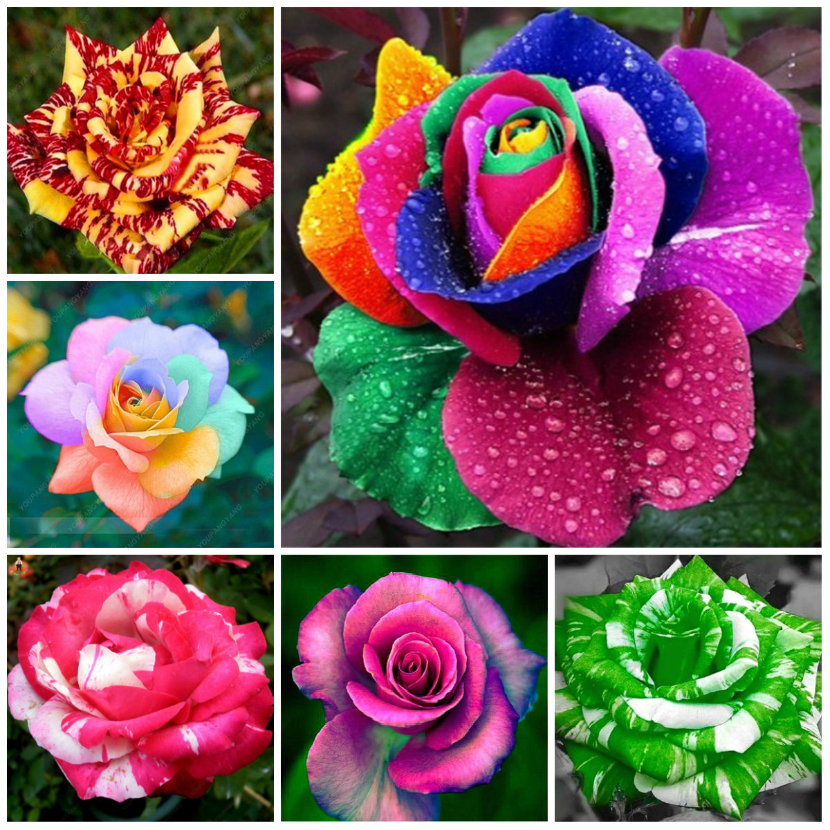 Vibrant 50pcs Camellia Floral Seeds Rainbow Color Tree For Indooroutdoor Landscaping Decoration - 20