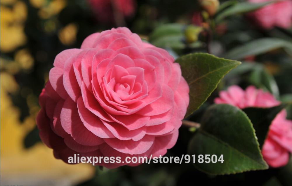 Vibrant 50pcs Camellia Floral Seeds Rainbow Color Tree For Indooroutdoor Landscaping Decoration - 10