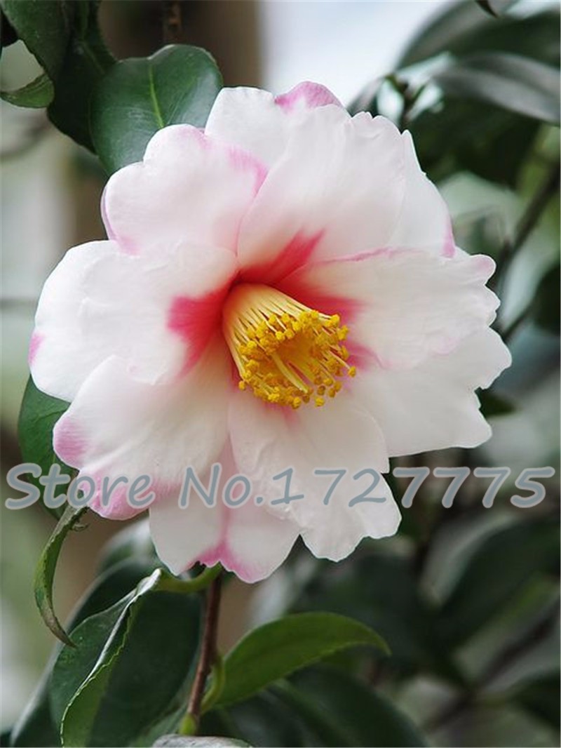 Vibrant 50pcs Camellia Floral Seeds Rainbow Color Tree For Indooroutdoor Landscaping Decoration - 9