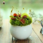300pcs Lots Dionaea Muscipula Giant Clip Venus Flytrap Plant Multifarious Nepenthes Carnivorous Bonsai Tree Garden Seeds - 4
