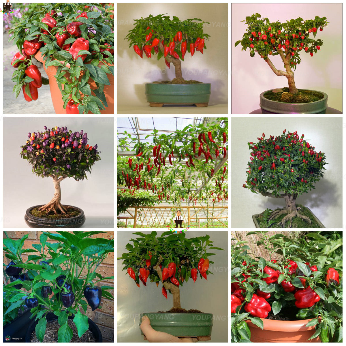 24 Varieties Pepper Seeds 100pcs Hot Chilli Capsicum Ideal For Decoration Vegetable Cultivation Farming And Landscaping - 6