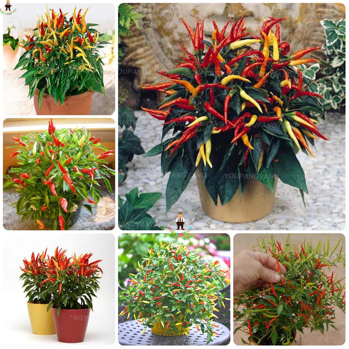 24 Varieties Pepper Seeds 100pcs Hot Chilli Capsicum Ideal For Decoration Vegetable Cultivation Farming And Landscaping - 5