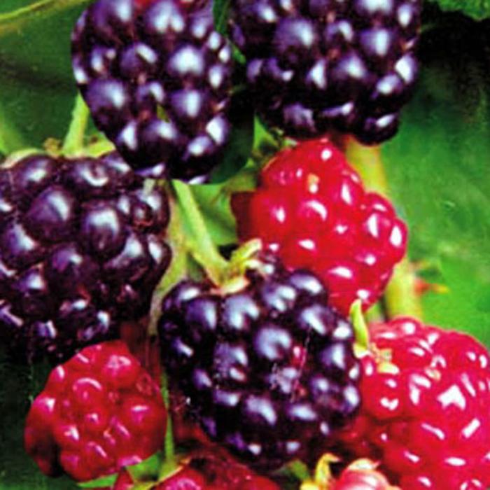 100piece Blackberry Mulberry Fruit Tree Seedling Set Nutritious Black Raspberry Seeds - 6