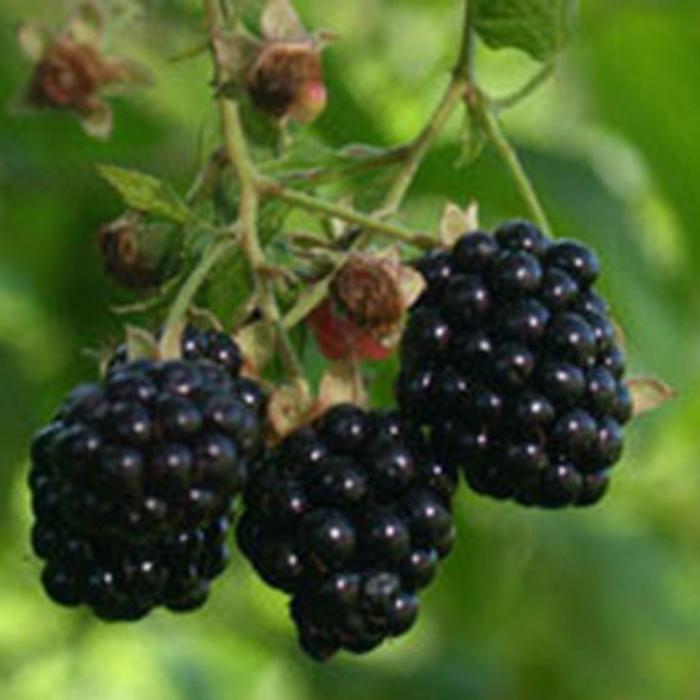 100piece Blackberry Mulberry Fruit Tree Seedling Set Nutritious Black Raspberry Seeds - 4