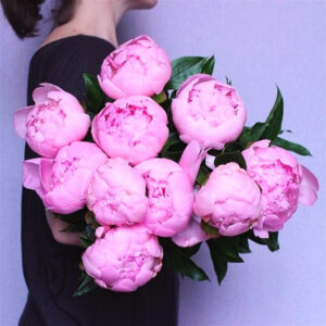 20 Pcs Paeonia Lactiflora Bonsai Peony Tree Perennial Garden Flower Potted Plants Multiple Color Plant Seeds - 2