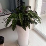 100 Pcs Flower Bonsai Rainbow Calathea Ice Cream Flowers Pot Planters From China Seeds - 3