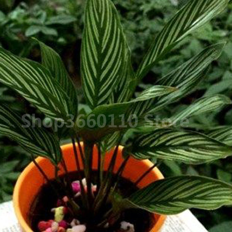 100 Pcs Exotic Calathea Ice Cream Flower Seeds Rainbow Color Imported From - 6