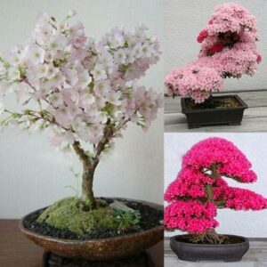 Bonsai Tree Japanese Sakura Plant Cherry Blossoms Flowers In Pink Prunus 30pcs Pack Seeds
