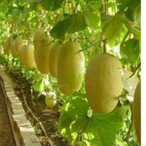 30 Pcs Japanese Cantaloupe Melon Bonsai Plants Original Superior Honey Flesh Fruit-delicious Muskmelon Plantas Para Jardin Plant Seeds