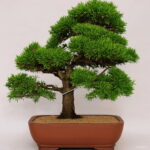 Hot 50 Pcs Juniper Bonsai Tree Potted Office Plants Purify The Air Absorb Harmful Gases Seeds - 2 Hot 50 Pcs Juniper Bonsai Tree Potted Office Plants Purify The Air Absorb Harmful Gases Seeds - 2