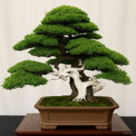 Hot 50 Pcs Juniper Bonsai Tree Potted Office Plants Purify The Air Absorb Harmful Gases Seeds Hot 50 Pcs Juniper Bonsai Tree Potted Office Plants Purify The Air Absorb Harmful Gases Seeds