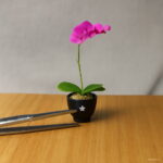 100 Pcs Seeds Mini Bonsai Orchid Indoor Home Miniature Flower Pot Garden Plants Sementes Flowers Seed - 2