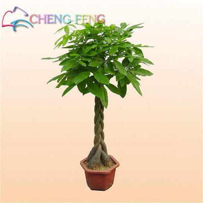 100 Pcs Miniature Orchid Seeds For Indoor Decoration Flower Pot Sementes Blooming Seed Pack - 24