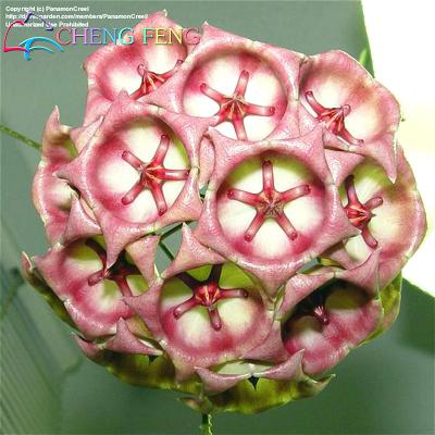 100 Pcs Miniature Orchid Seeds For Indoor Decoration Flower Pot Sementes Blooming Seed Pack - 21