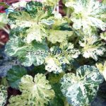 50pcs Lot Heuchera Seed Coral Flower Colorful Leaf Bonsai Plant Diy Home Garden Seeds X Beautiful Pot - 2