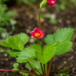 50 Seeds Pack Four Seasons Potted Strawberry Perennial Results Balcony Flower Of Fruits And Vegetables - 2 50 Seeds Pack Four Seasons Potted Strawberry Perennial Results Balcony Flower Of Fruits And Vegetables - 2