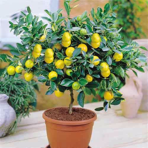 Luxurious 30pack Lemon Tree Seeds Highyield Fruit Balcony Excellent Survival Rate - 10