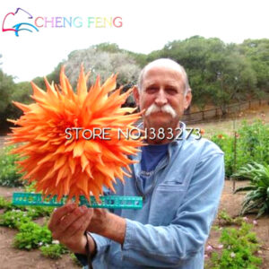 100pcs Dinner Plate Rainbow Dahlia Seeds Mix Color Bonsai Flower Home Garden Planting Plant Semillas Semente - 2