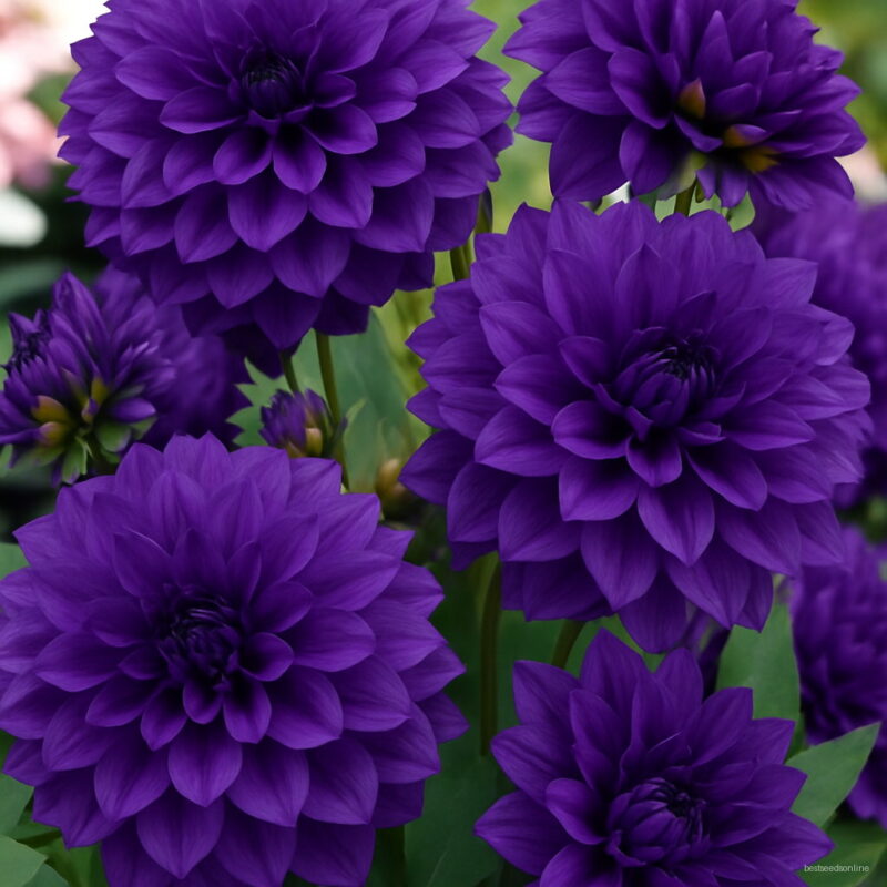 100pcs Dinner Plate Rainbow Dahlia Seeds Mix Color Bonsai Flower Home Garden Planting Plant Semillas Semente