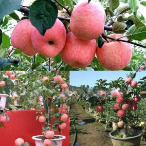 Organic Delicious Sweet Apple Bonsai Plants Fruit Tree Four Season Sowing Green Potted Healthy Garden Seeds