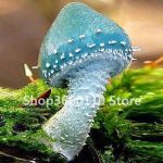 100pcs Delicious Giant Mushroom Bonsai Organic Green Food Funny Succulent Healthy Vegetable Plant Happy Farm Seeds - 5