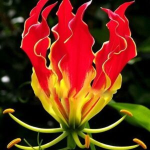 50pcs Plantas Para Jardin Lily Bonsai Perfume Lilies Plant Garden And Home Mixing Different Varieties Seeds