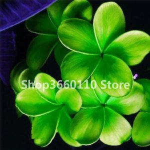 50 Pcs Mix Color Plumeria Bonsai Perennial Egg Flower Potted Plant Faint Scent Indoor Outdoor Pot Family To Seeds - 2