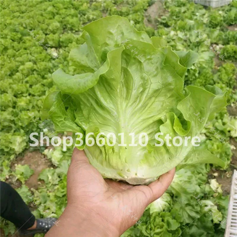 100 Pcs Flavorful Lettuce Seeds Ideal For Nutritious Salads Chinese Leaves Vitaminrich Vegetables - 1